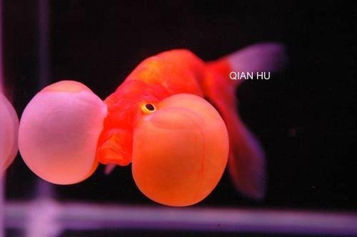 Bubble eye goldfish