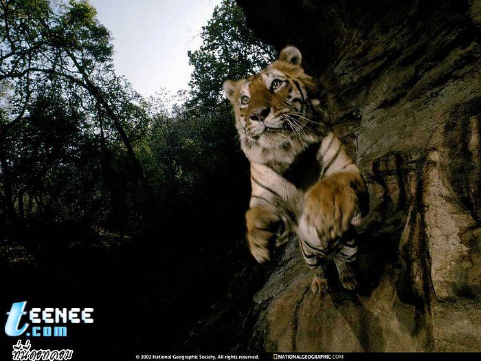 National Geographic (11)
