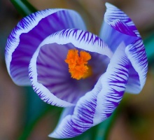 ดอกโครคัส (Crocus)