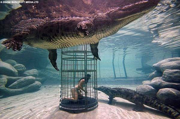 Swimming with Crocodiles 