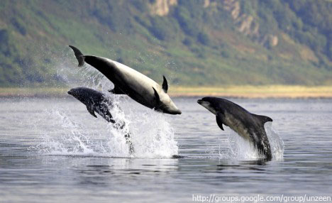 Amazing Flying Dolphins 