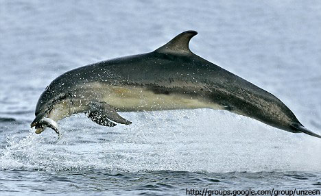 Amazing Flying Dolphins 