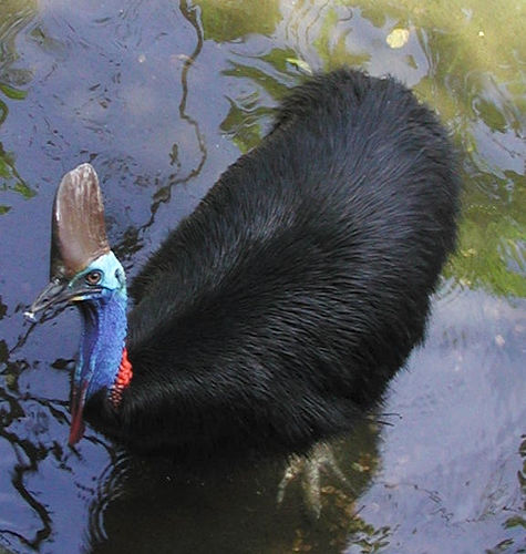 Cassowaries Dangerous Bird