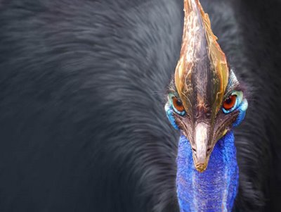 Cassowaries Dangerous Bird