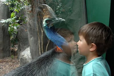 Cassowaries Dangerous Bird