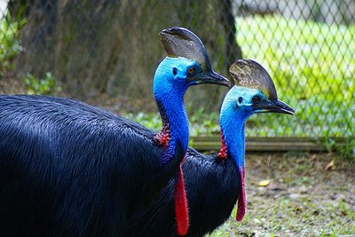 Cassowaries Dangerous Bird