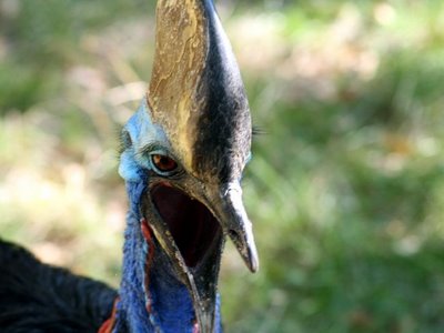 Cassowaries Dangerous Bird