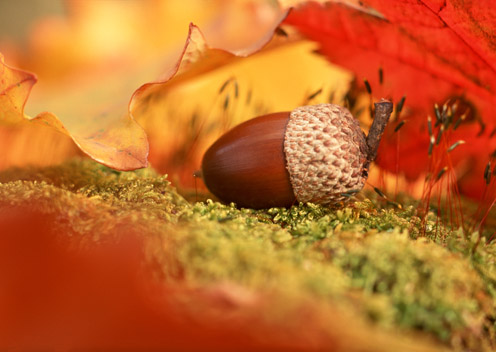 Photos of autumn... สีสันแห่งฤดูใบไม้ร่วง