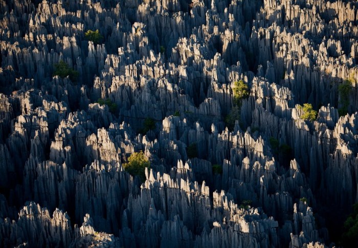 ป่าหินที่มาดากัสการ์ ชีวิตที่อยู่บนความแหลมคม