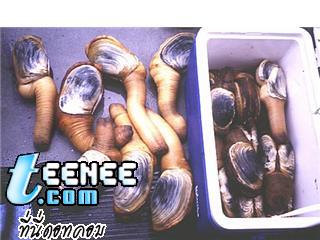 มาดูหอยจู๋ Geoduck ( 1 )