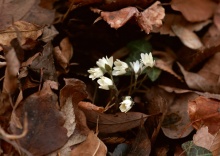 Photos of autumn... สีสันแห่งฤดูใบไม้ร่วง