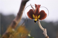 ปักษาสวรรค์ ( Bird of Paradise )