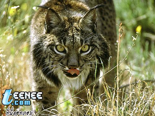 ชื่อสามัญ: Iberian Lynx, Spanish Lynx/ ลิงค์ไอบีเรียน (แมวป่าพันธุ์หายาก) 