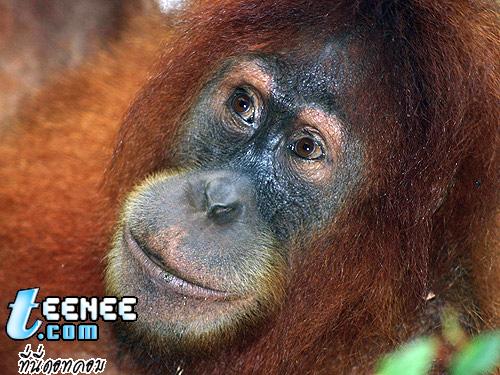 ชื่อสามัญ:Sumatran Orangutan/ ลิงอุรังอุตัง สุมาตรา 