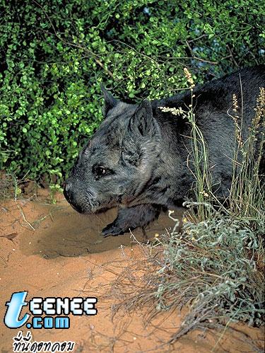 ชื่อสามัญ: Northern Hairy-Nosed Wombat/ วอมแบ็ทจมูกขน (สัตว์เลี้ยงลูกด้วยนมมีหน้าคล้ายหมี) 
