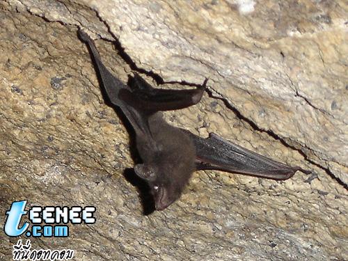 ชื่อสามัญ Seychelles Sheath-Tailed Bat / ค้างคาวหางโผล่ เซชิลเลนสิส 