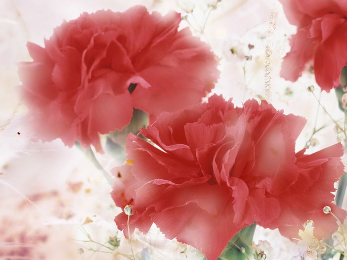 Carnation....