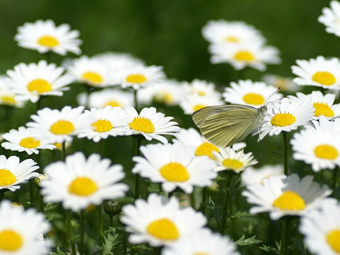 ทุ่ง... Chrysanthemum...