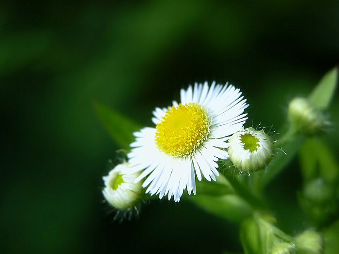 ทุ่ง... Chrysanthemum...