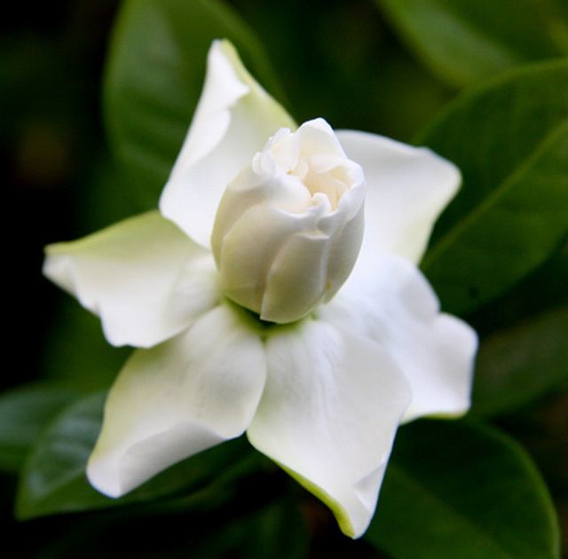 ดอกพุดซ้อน (Gardenia)