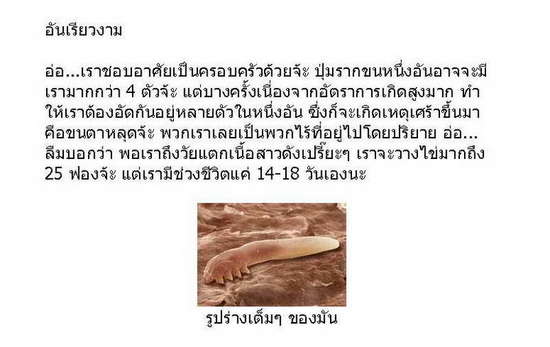 อะไรอยู่ที่ขนตา..ของคุณ