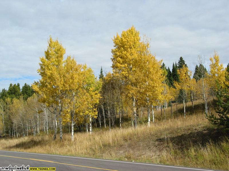 Road to Yellowstone