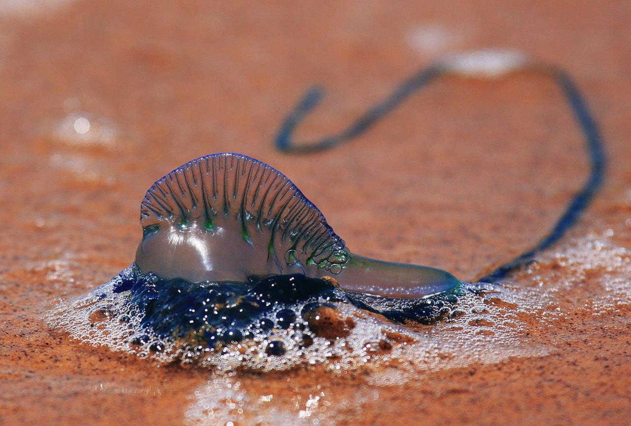 Beach Bluebottle  &   Glaucus 