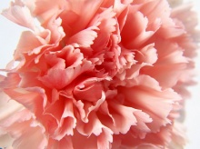 Carnation....