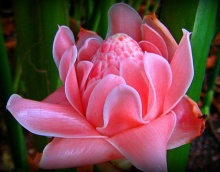 ดอกดาหลา (Torch Ginger)