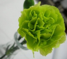 ดอกคาร์เนชั่น (Carnation)