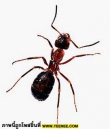 Ants เรื่องเล็กๆของมด !!~~[TleZ]