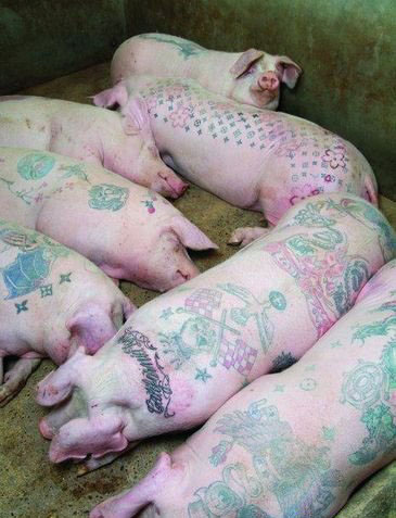 ~~~Pig Tattoos~~~