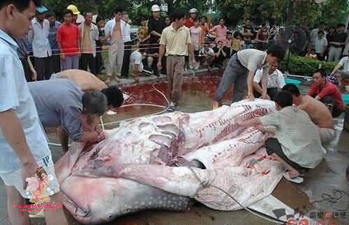 ปลาดุกยักษ์กินคน ในประเทศจีน