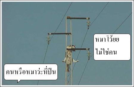 > เรื่องหมา หมา...ฮานิด นิด <