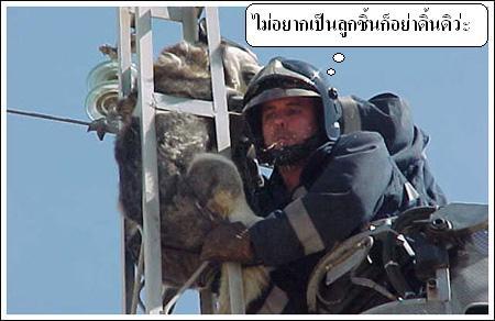 > เรื่องหมา หมา...ฮานิด นิด <