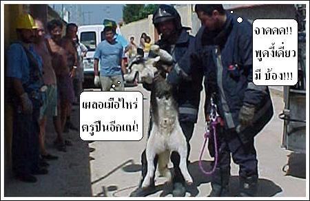 > เรื่องหมา หมา...ฮานิด นิด <