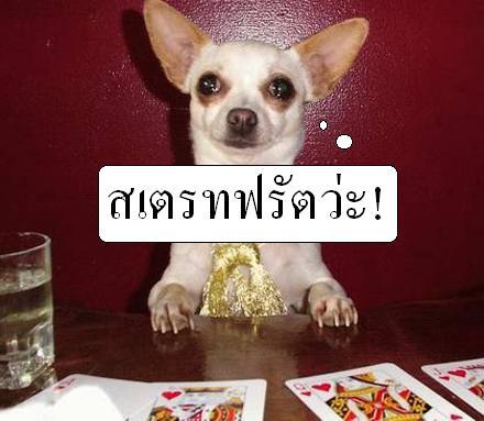 > เรื่องหมา หมา...ฮานิด นิด <