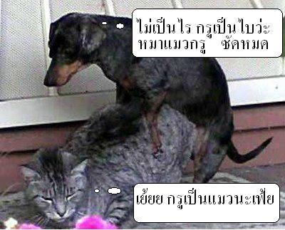 > เรื่องหมา หมา...ฮานิด นิด <