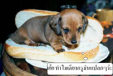 > เรื่องหมา หมา...ฮานิด นิด <