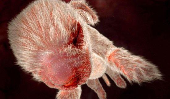 Animals in the womb