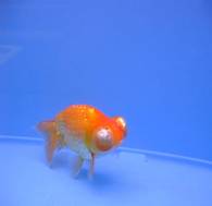 ปลาทองสิงห์ตากลับ (Celestial goldfish) 