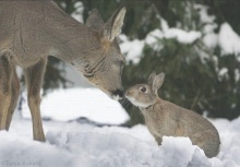 'Bambi & Thumper' ในโลกความจริง