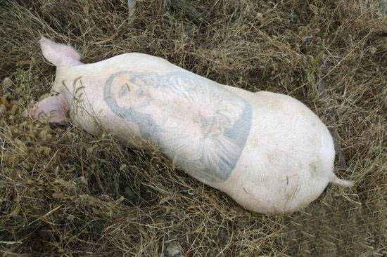 ~~~Pig Tattoos~~~  (2)