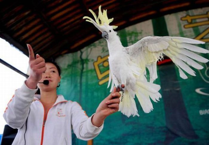 Birds Sport In China...