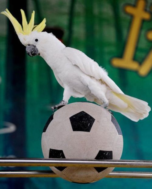 Birds Sport In China...