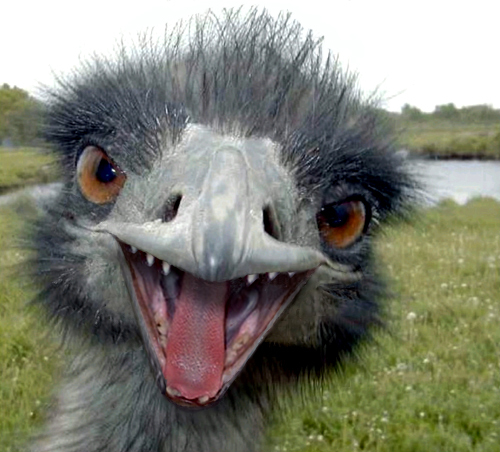 ♣ Emu ♣