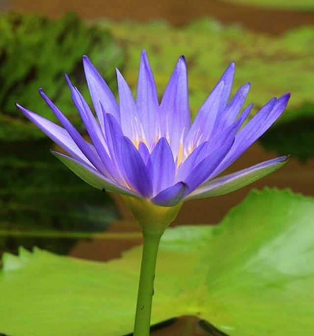 ดอกบัว (Water Lily)