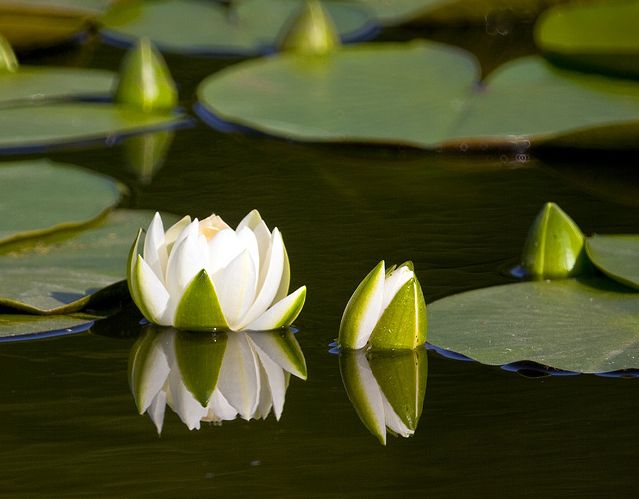 ดอกบัว (Water Lily)