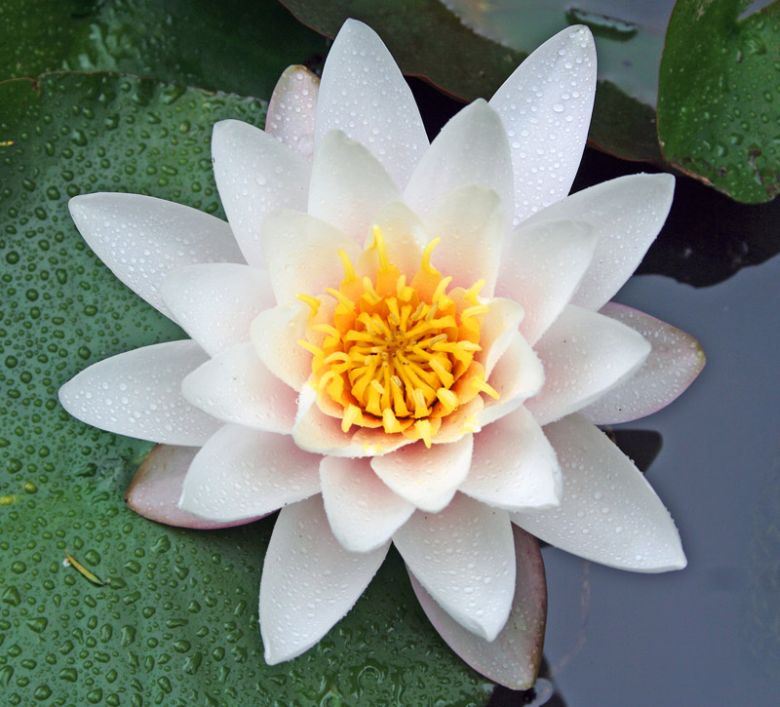 ดอกบัว (Water Lily)