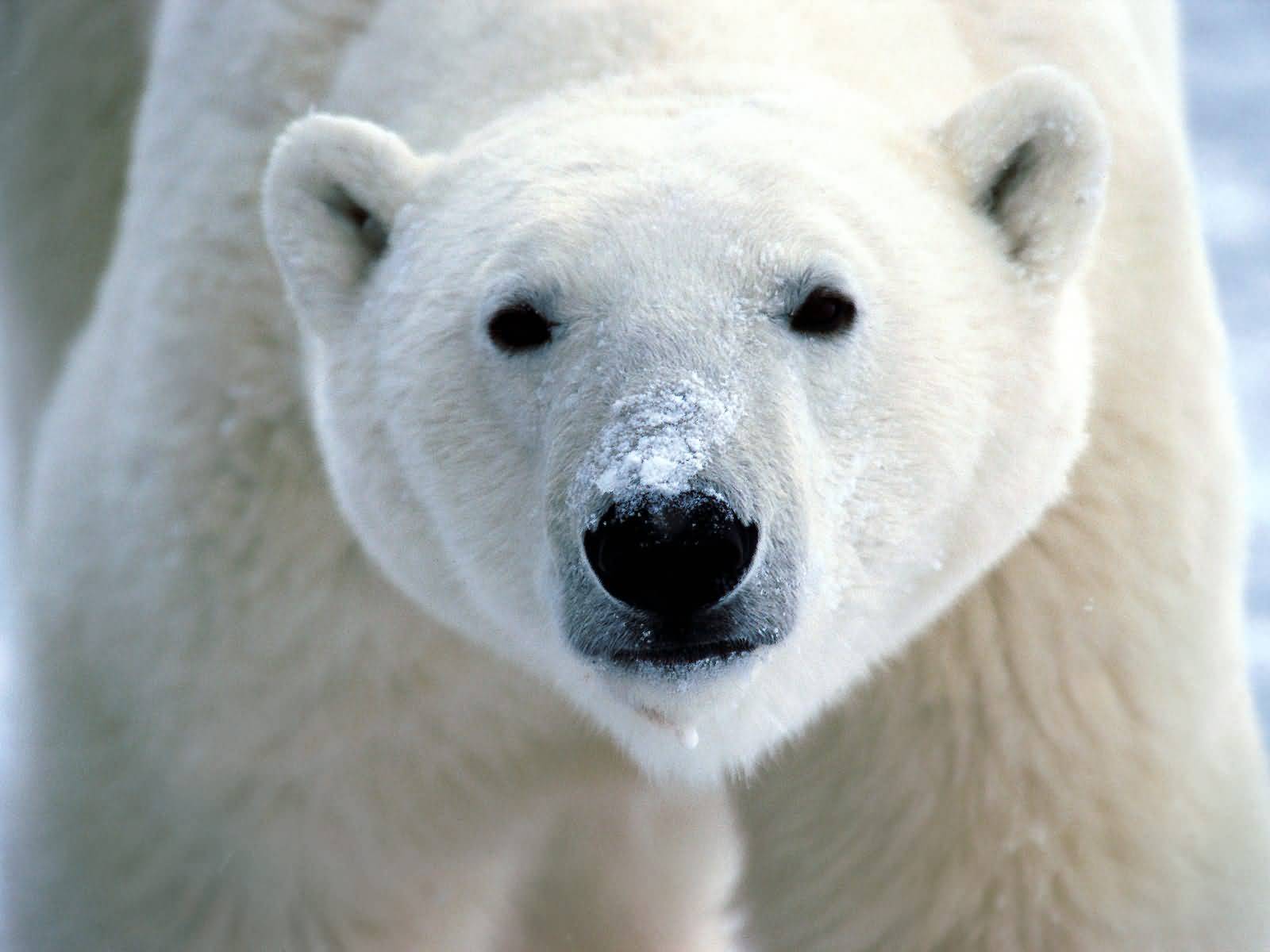 หมีขั้วโลก (Polar Bear)